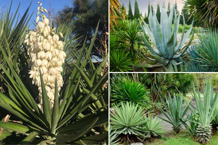 Plantes piquantes jardin