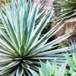 Inviter les agaves, yuccas et cactées au jardin