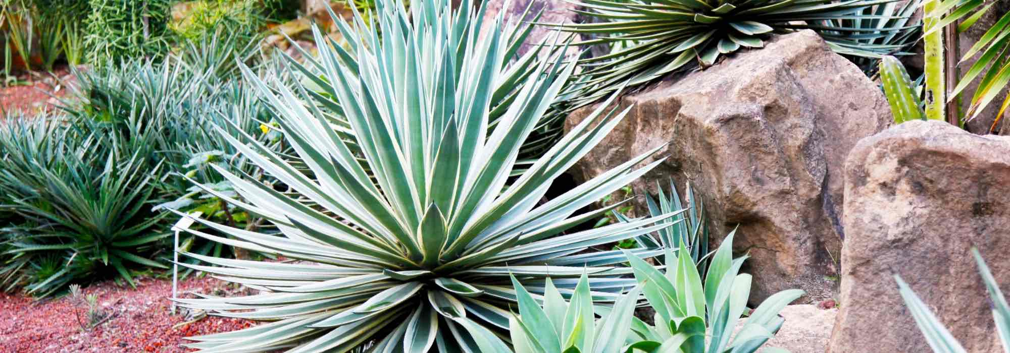 Inviter les agaves, yuccas et cactées au jardin