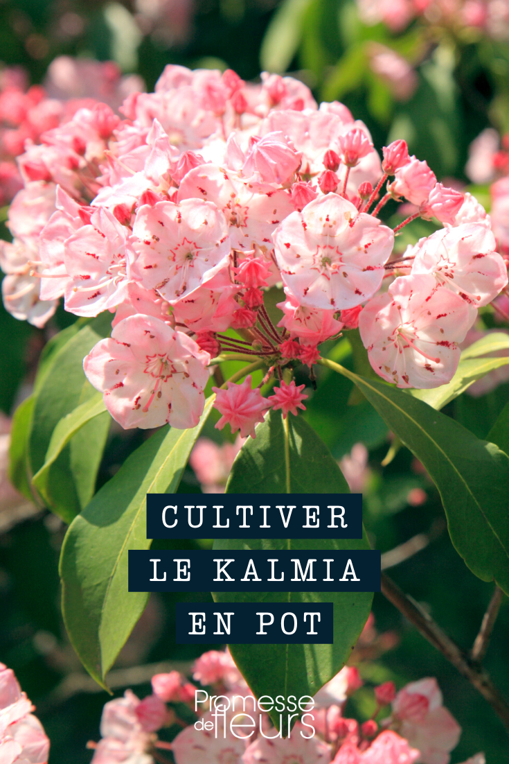 Kalmia en pot