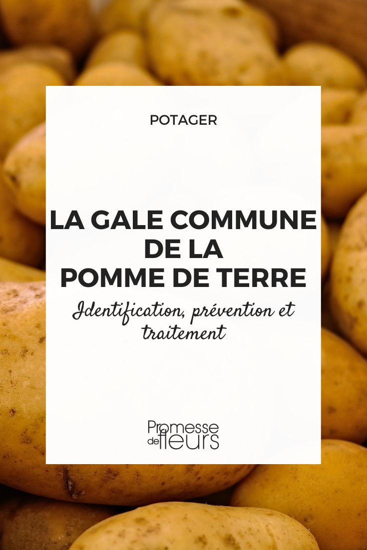 Gale de la pomme de terre