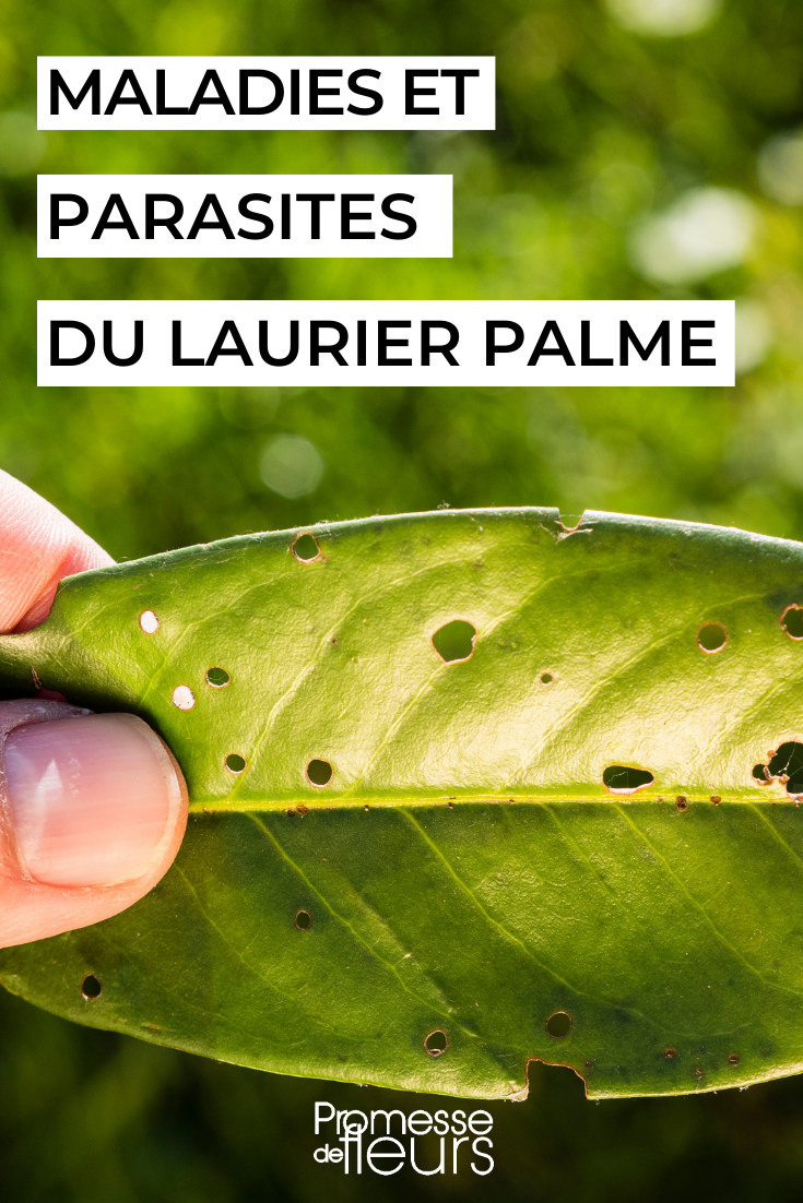 Prunus laurocerasus maladies et parasites