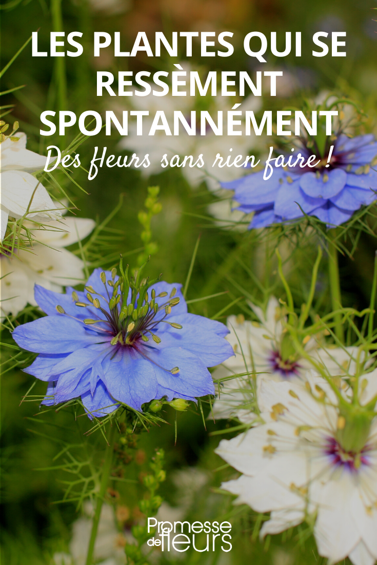 Nigelle de Damas, semis spontanés quelles plantes