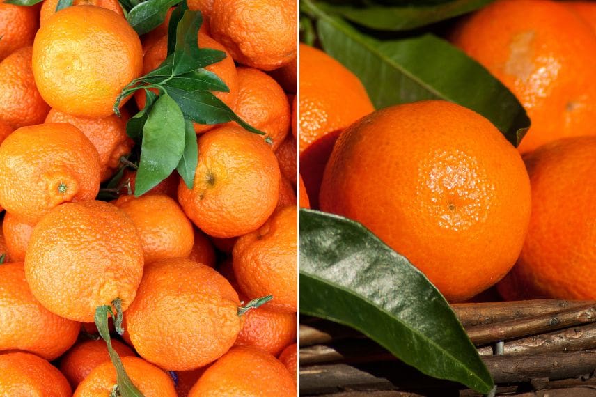 Mandarine vs clémentine 