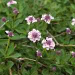 Comment multiplier le Lippia ou Phyla nodiflora ?