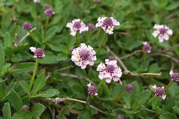 Comment multiplier le Lippia ou Phyla nodiflora ?