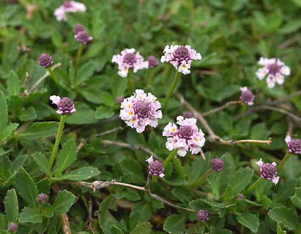 Comment multiplier le Lippia ou Phyla nodiflora ?