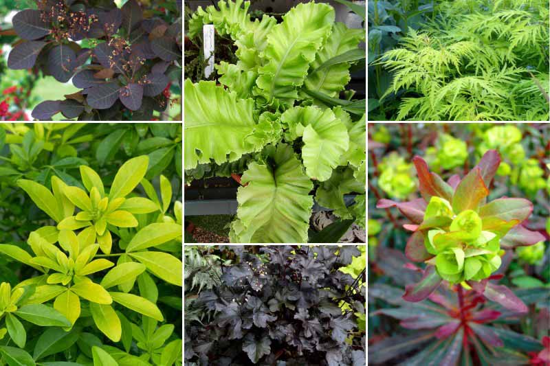 Idées d'associations avec la fougère Asplenium scolopendrium 'Bolton's Nobile'