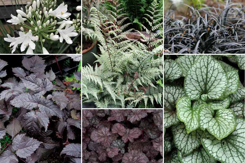 Idées d'associations avec la fougère Athyrium 'Ghost'