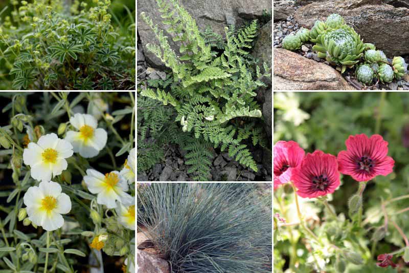 Idées d'associations avec la fougère Cheilanthes lanosa