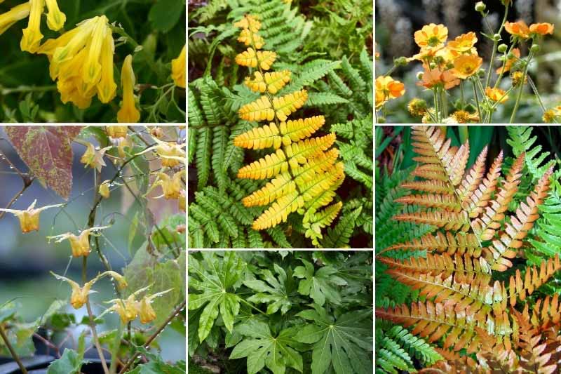 Idées d'associations avec la fougère Dryopteris 'Jurassic Gold'