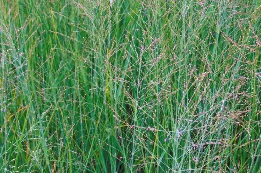 Panicum meilleures varietes, Panicum les plus beaux