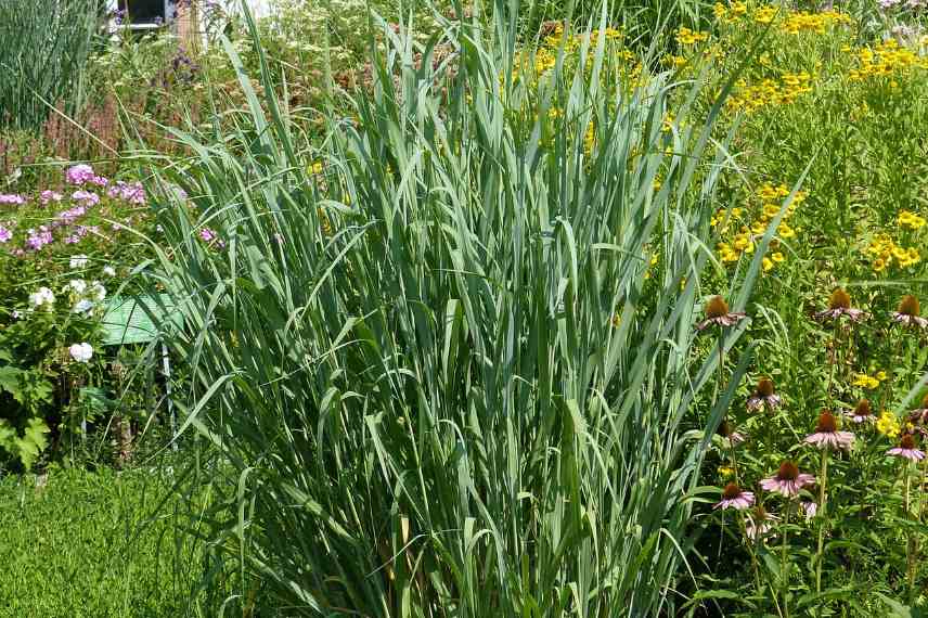 Panicum meilleures varietes, Panicum les plus beaux