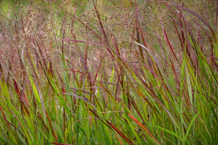 Panicum varietes, Panic erige eleve, comment choisir un panicum