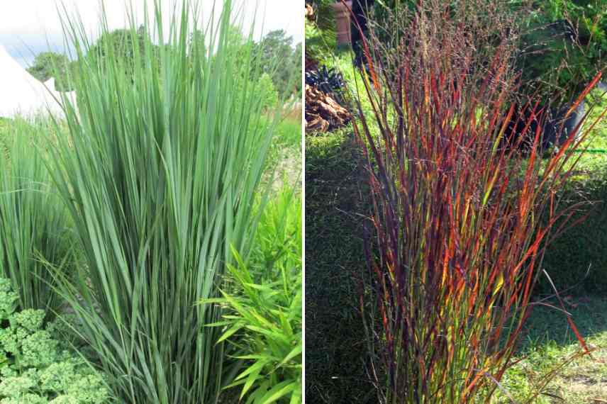 Panicum varietes, Panic erige eleve, comment choisir un panicum