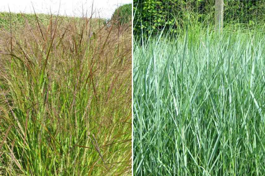 Panicum varietes, Panic erige eleve, comment choisir un panicum