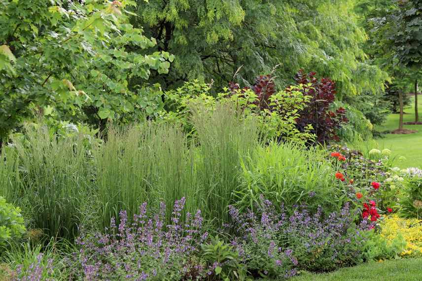 Panicum varietes, Panic erige eleve, comment choisir un panicum