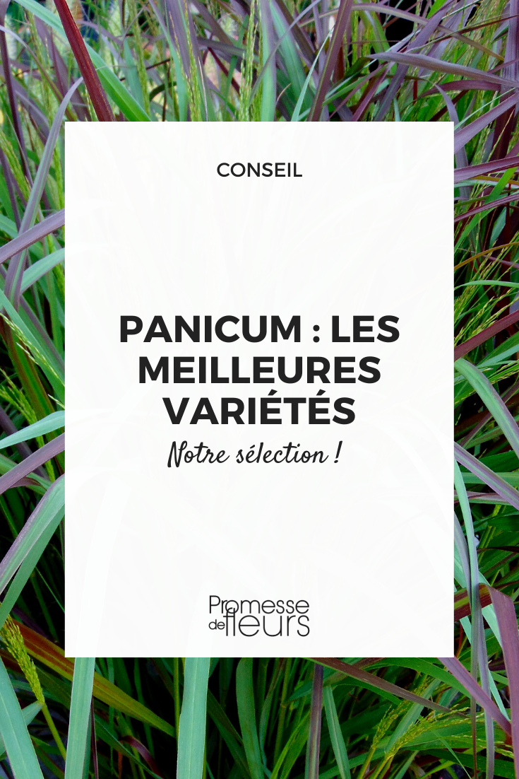 Sélection de Panicum