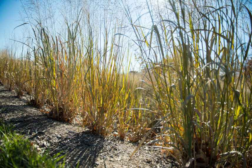 Panicum varietes, Panic erige eleve, comment choisir un panicum