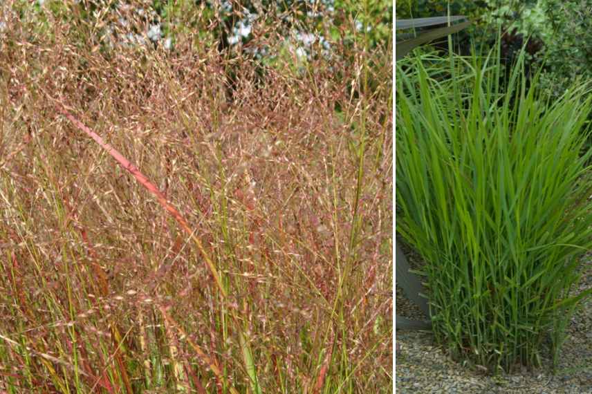 Panicum meilleures varietes, Panicum les plus beaux