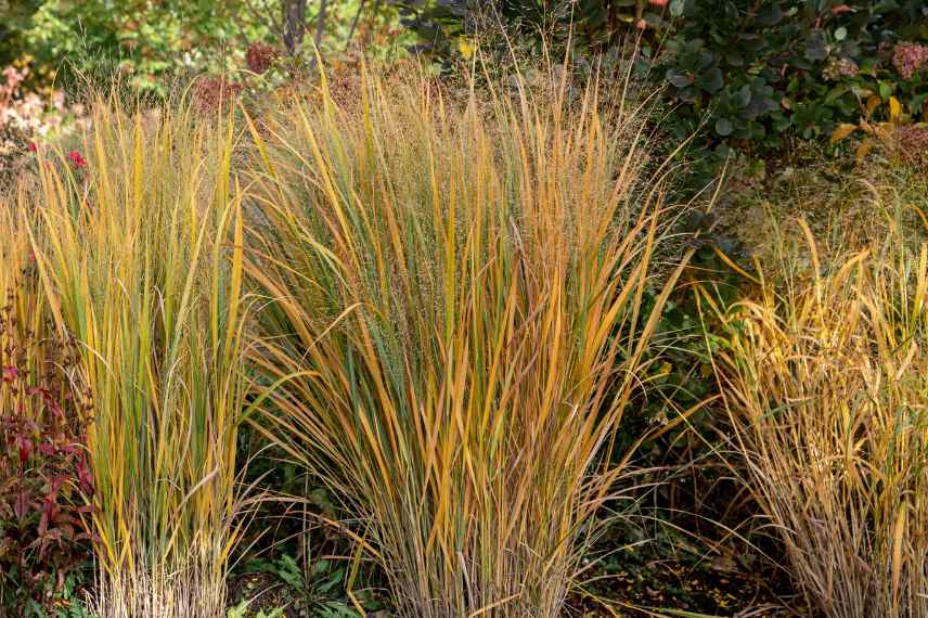 Panicum varietes, Panic erige eleve, comment choisir un panicum