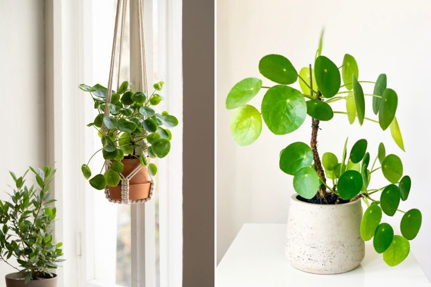 Pilea peperomioides