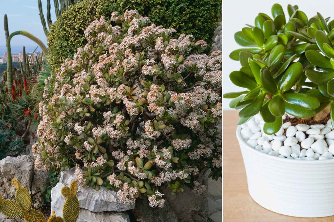 Crassula planter entretenir cultiver, genre crassula