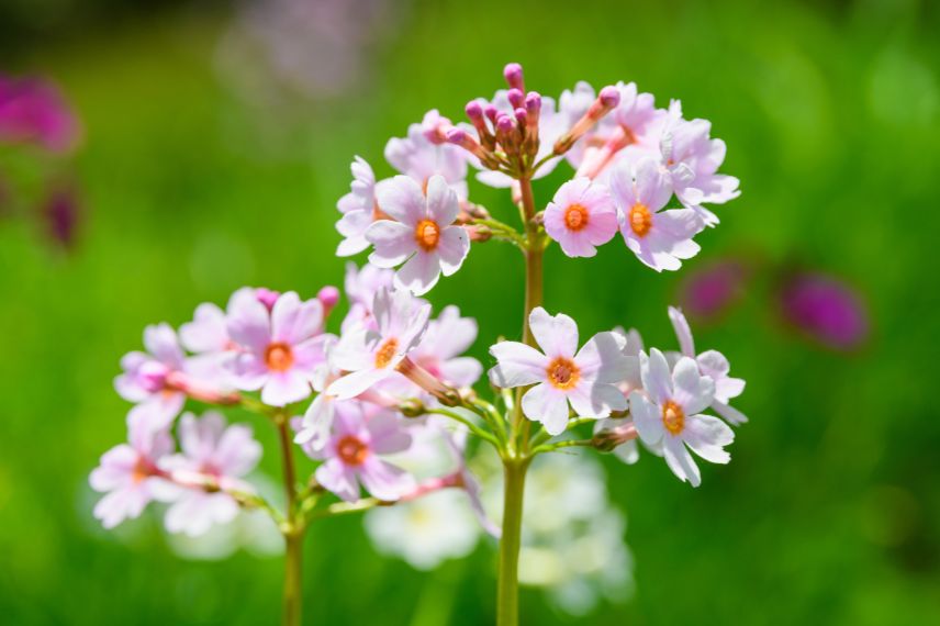 Primevère du Japon Apple Blossom