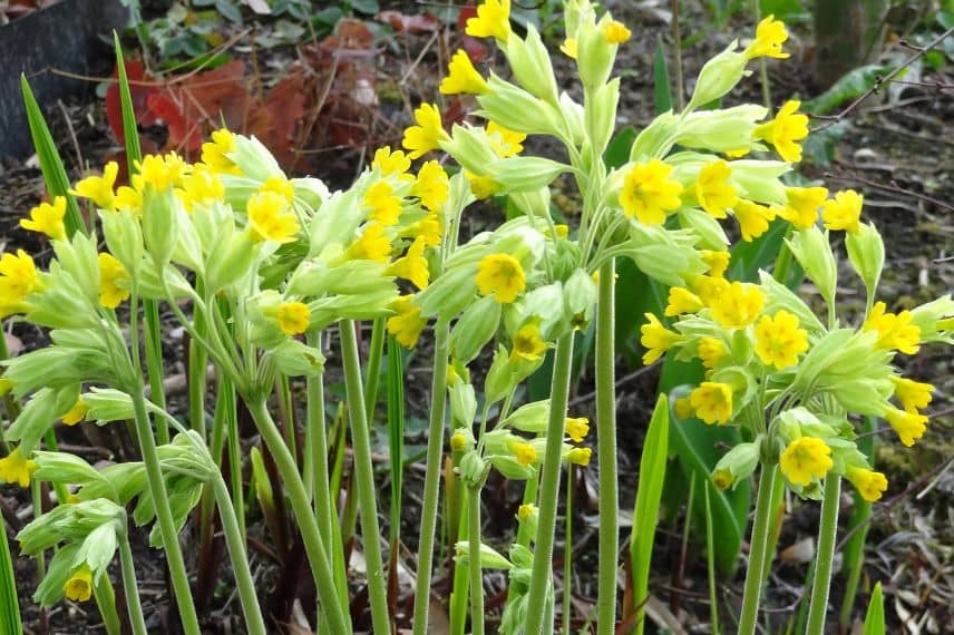 Primevère officinale