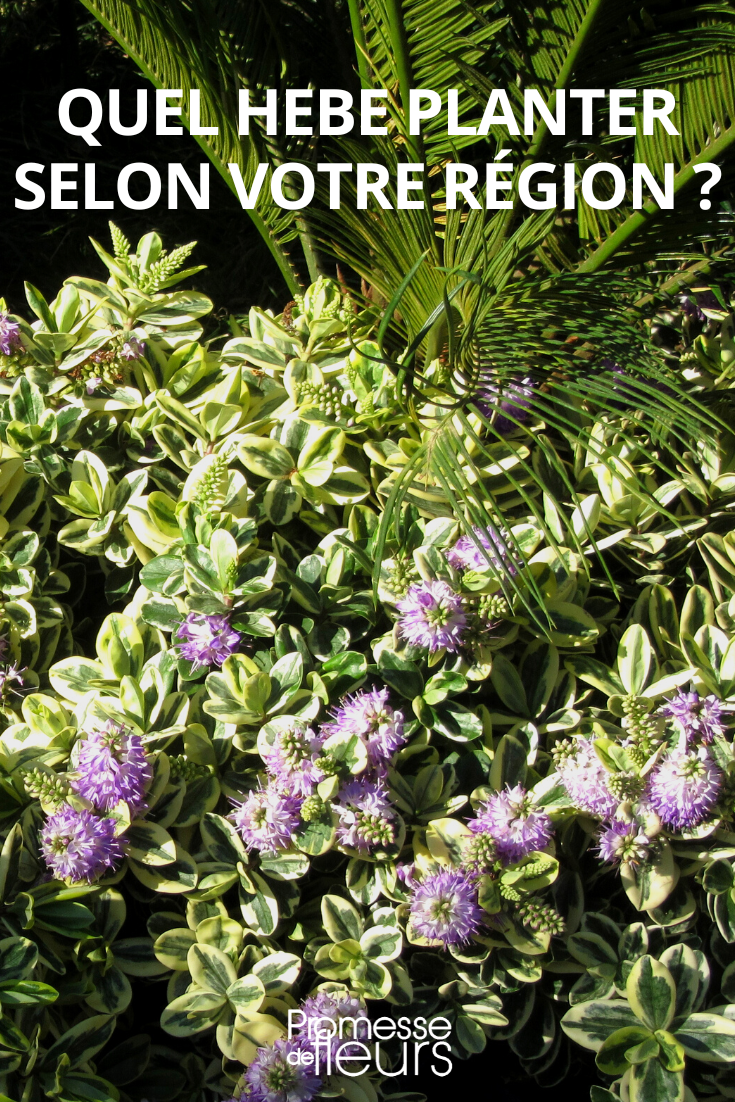 Quelle Véronique arbustive planter selon le climat de votre région ?