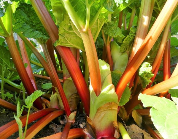 Comment diviser la rhubarbe ?