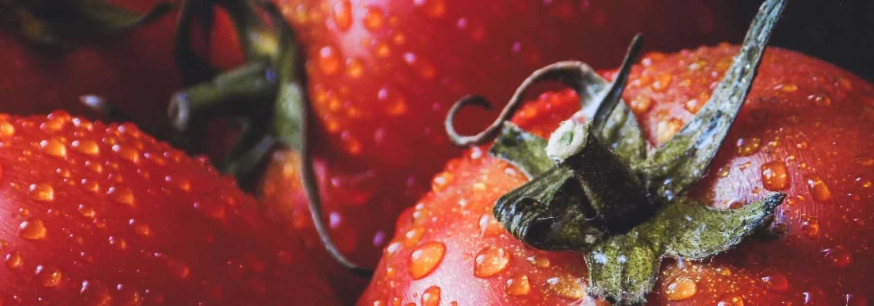 Les tomates : semis, plantation, entretien et récolte