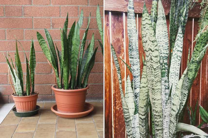 sansevieria