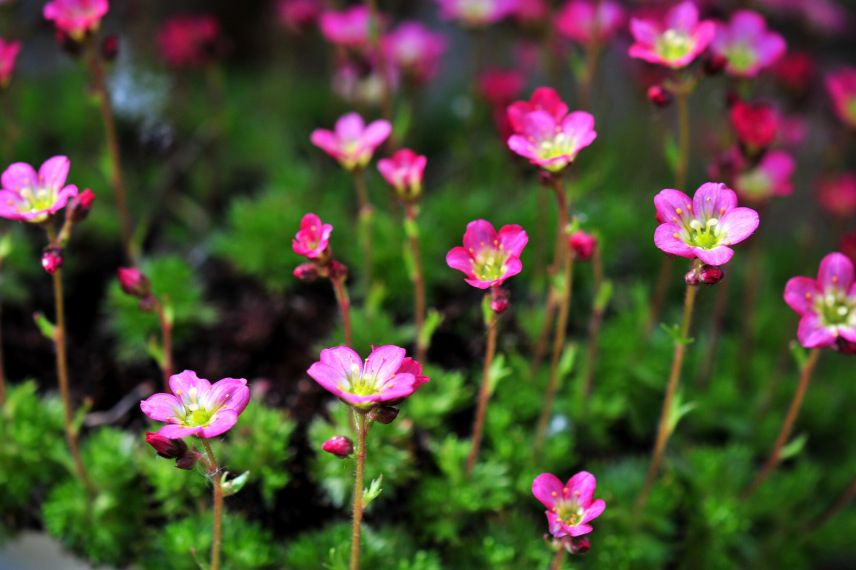 plantes pour toiture végétalisé