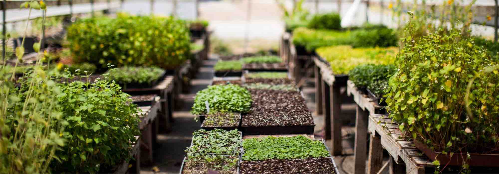 La Serre Walipini : pour cultiver des légumes toute l'année