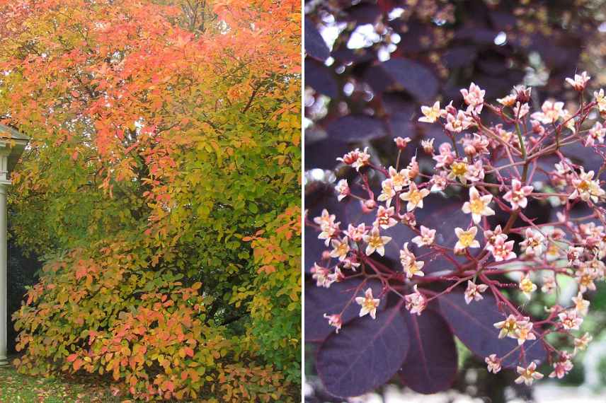 Cotinus choisir guide d achat