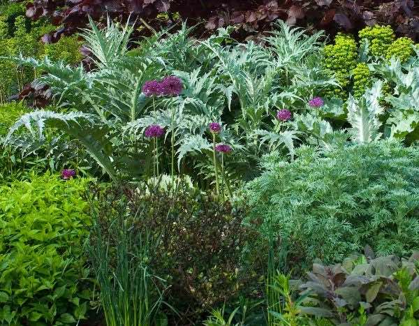 La taille des plantes vivaces