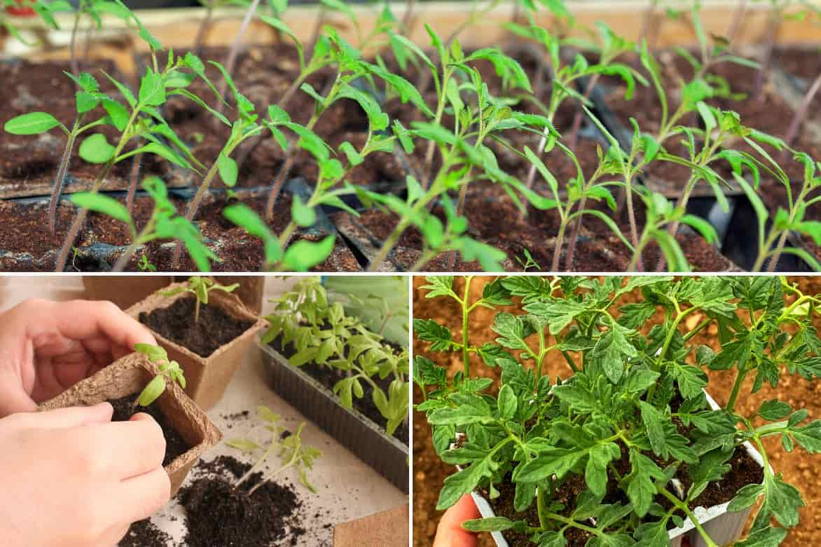 Culture de la tomate, l'incontournable du jardin potager : plantation,  entretien