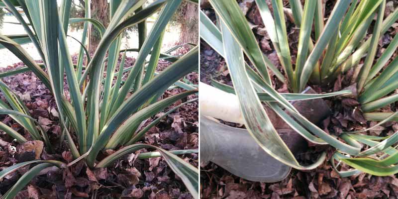 Comment diviser un Phormium