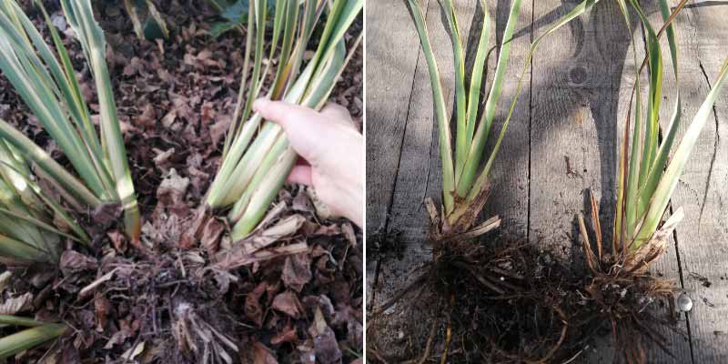 Comment diviser un Phormium