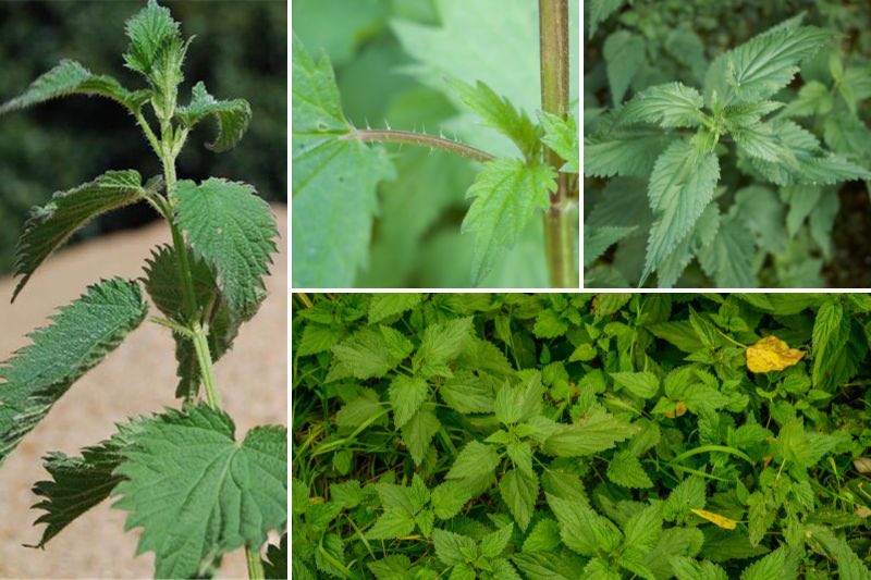 L'ortie au jardin : intérêt et utilisations