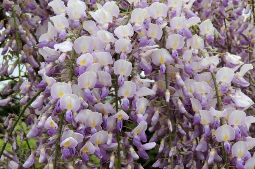 Wisteria brachybotrys