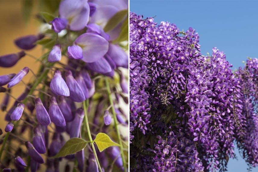 Wisteria Yokohama Fuji