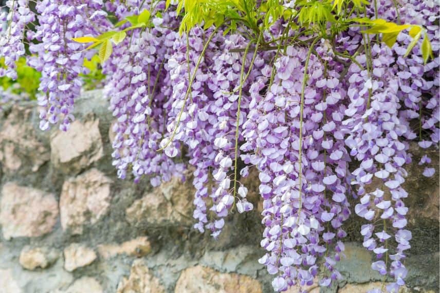 glycine de chine Wisteria floribunda Premature