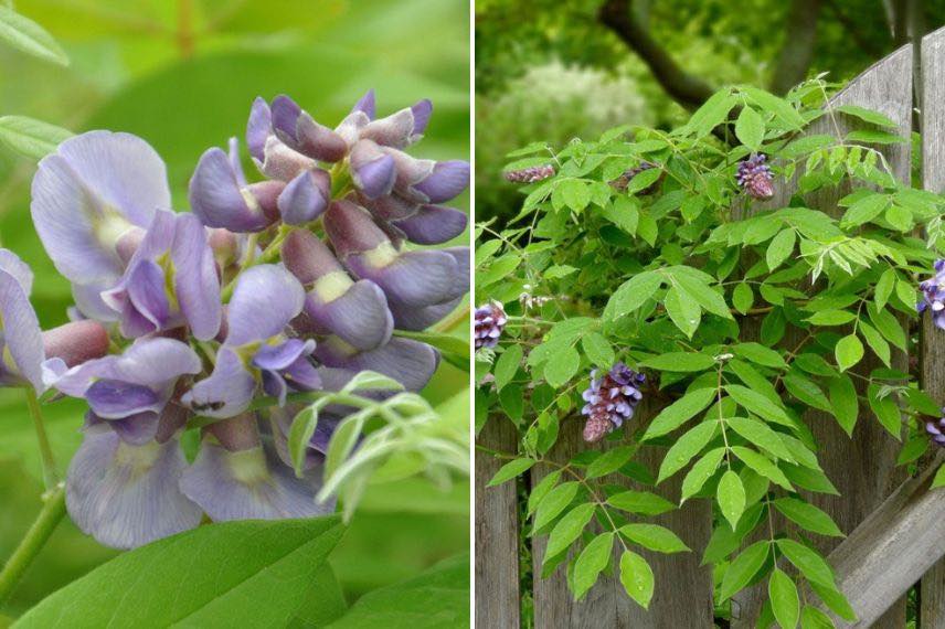 Glycine d'Amerique