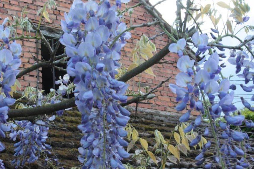 Glycine du Kentucky