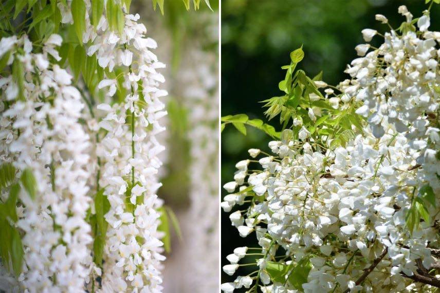 Wisteria macrostachya (ou frutescens) Clara Mack