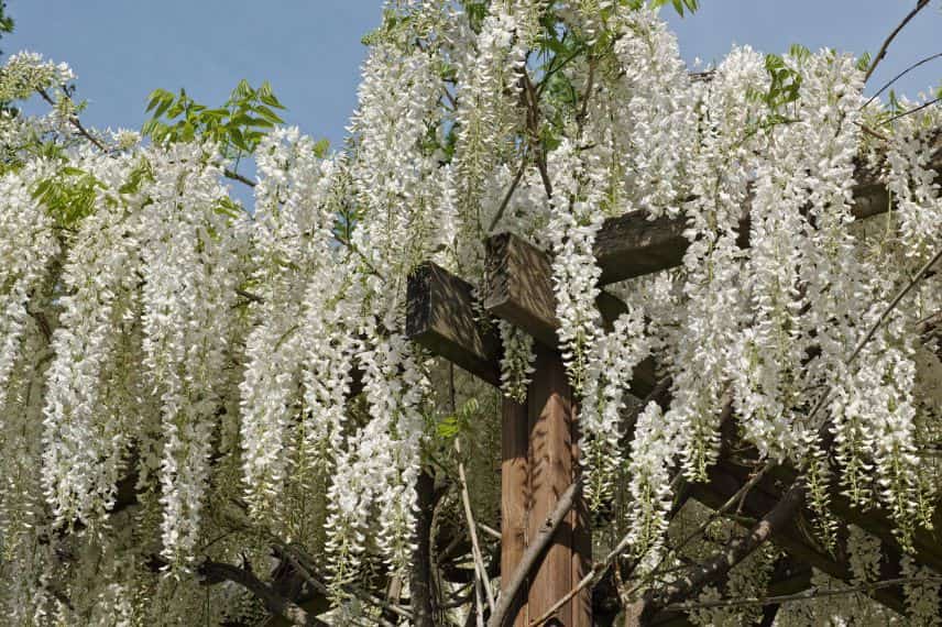 glycine de chine blanche