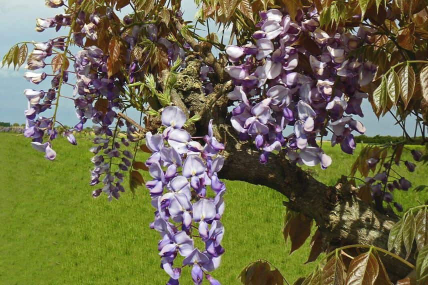 glycine de chine 'Blue Line'