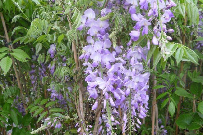 Wisteria sinensis Caroline